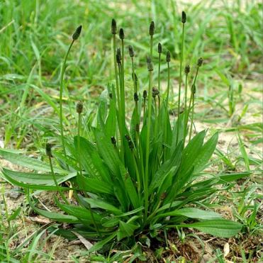 buckhorn-plantain-plantago-lanceolata